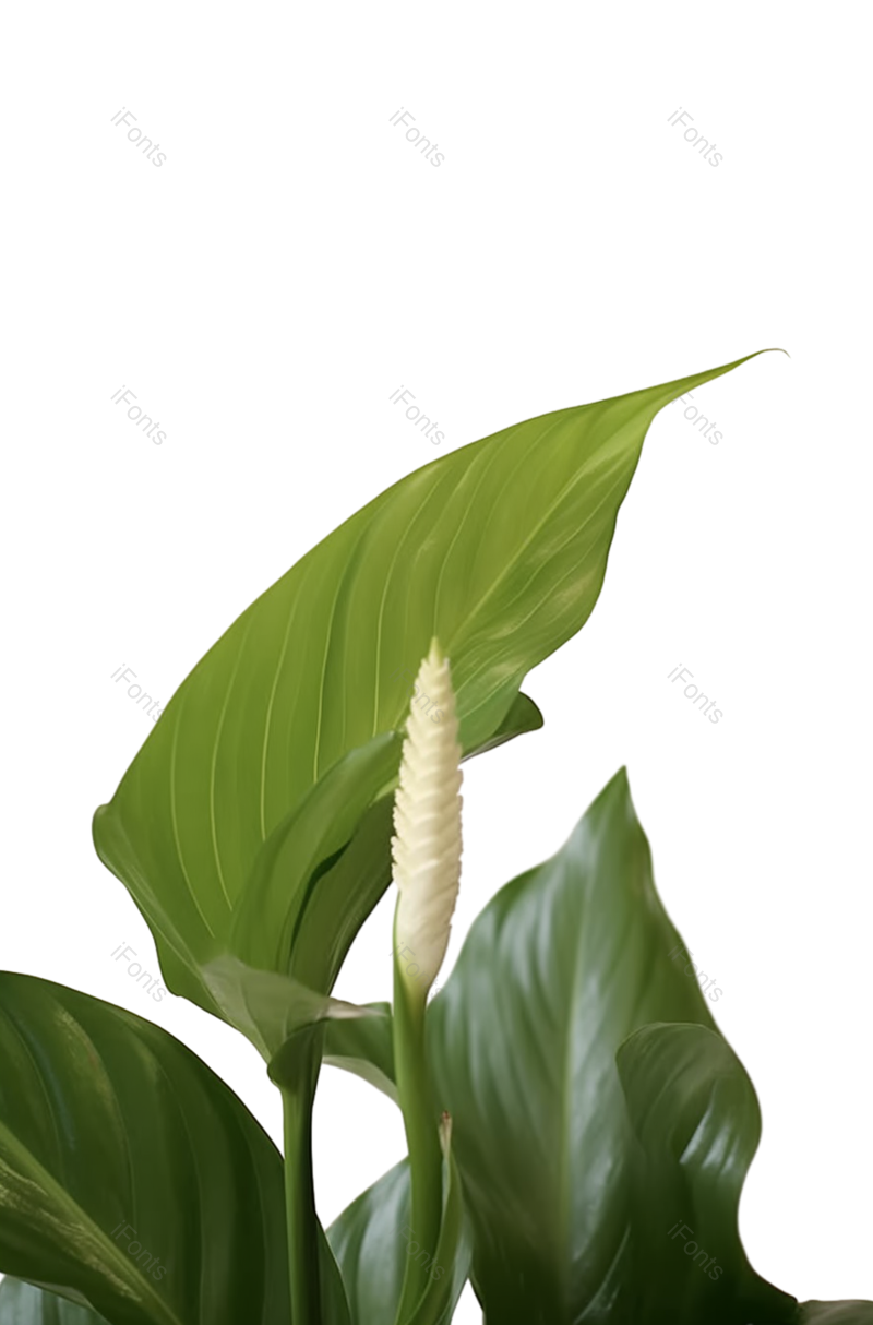 叶子图片,摄影元素,白色背景PNG,盆栽植物免抠素材